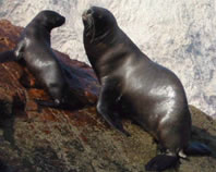 Lobos-marinhos nas Islas Ballestas