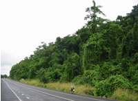 Mata nos Trópicos Úmidos ao norte da Austrália