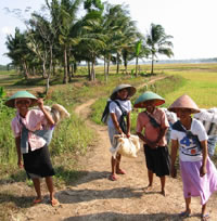 Trabalho nas plantações de arroz