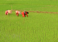 Plantação de arroz