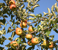 Macieira na beira da estrada